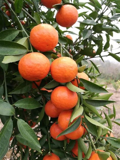 八宅飛星 橘子樹好種嗎